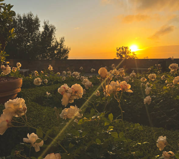 Sunset_Rose Garden